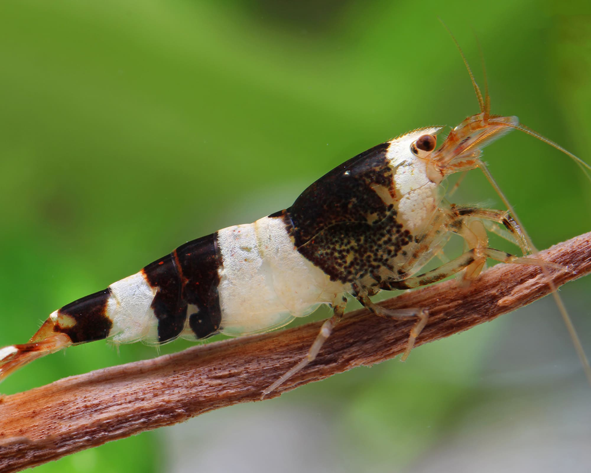 Black Bee Shrimp (Caridina logemanni)